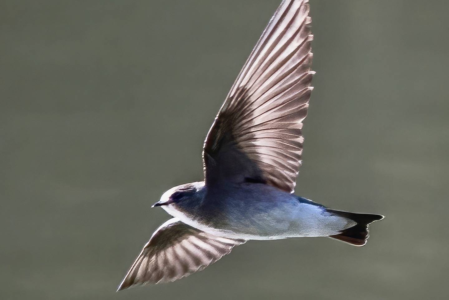 Northern rough-winged swallow (Stelgidopteryx serripennis) in flight Valle de Bravo by Charles J. Sharp is licensed under CC BY-SA 4.0.